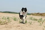 BORDER COLLIE 465